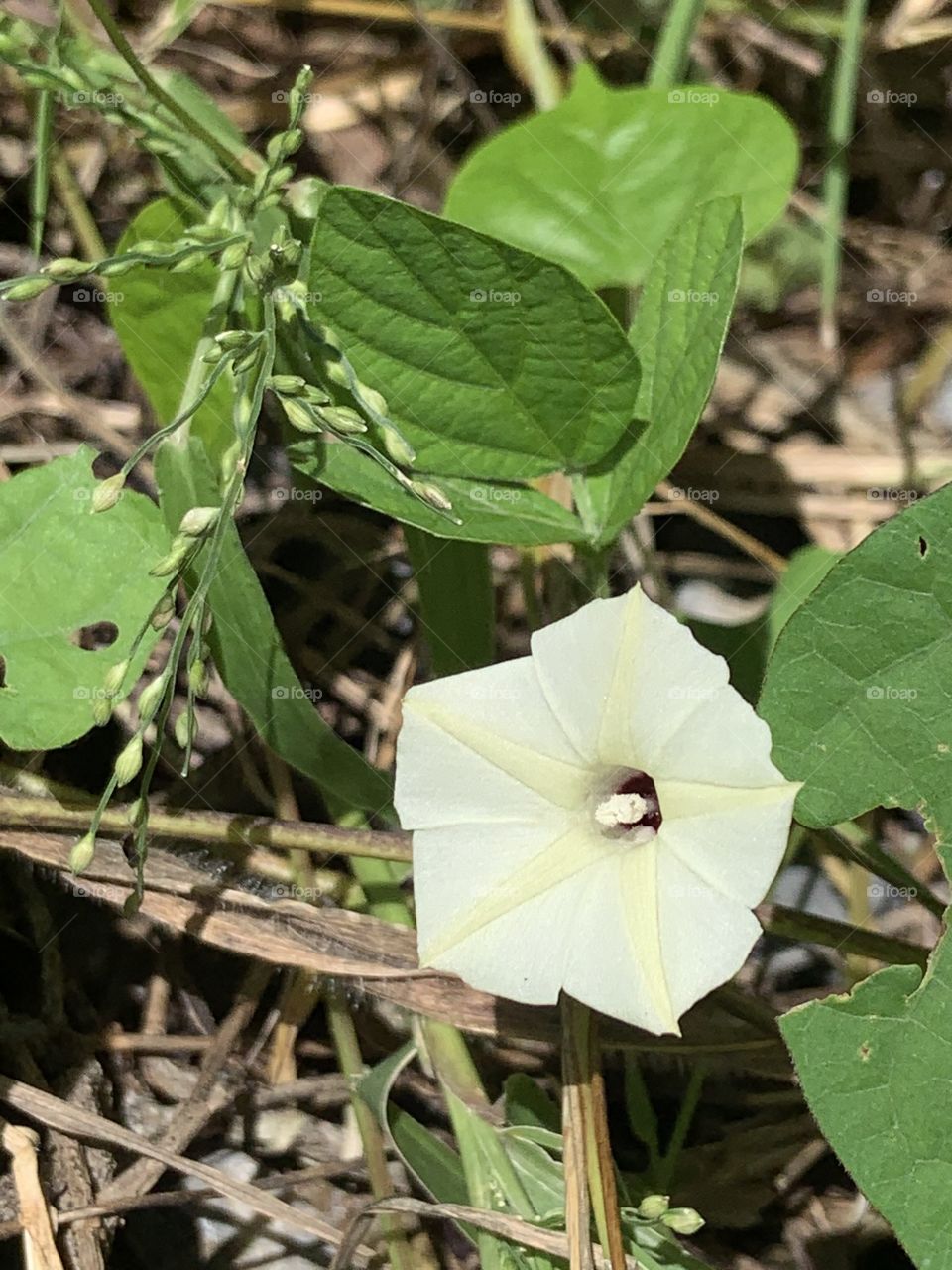 Portrait of a plant.