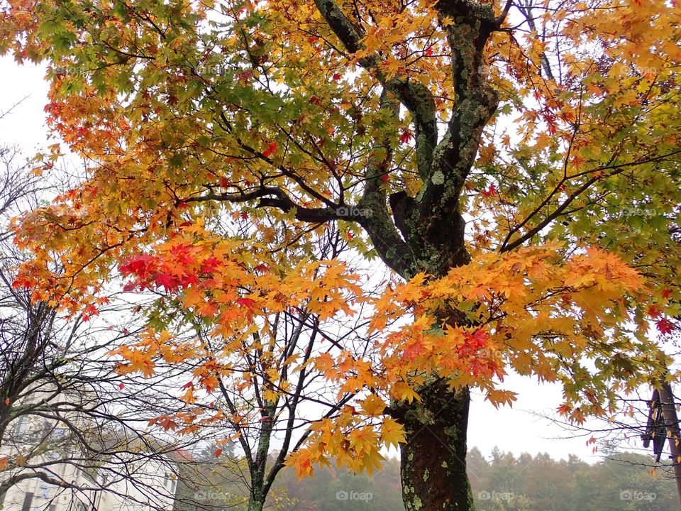 Beautiful colorful  fall trees
