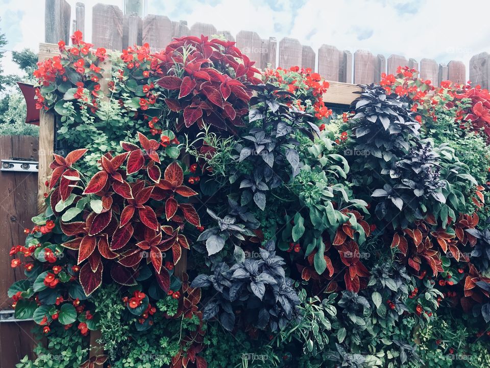 A garden fence covered with little plants. 