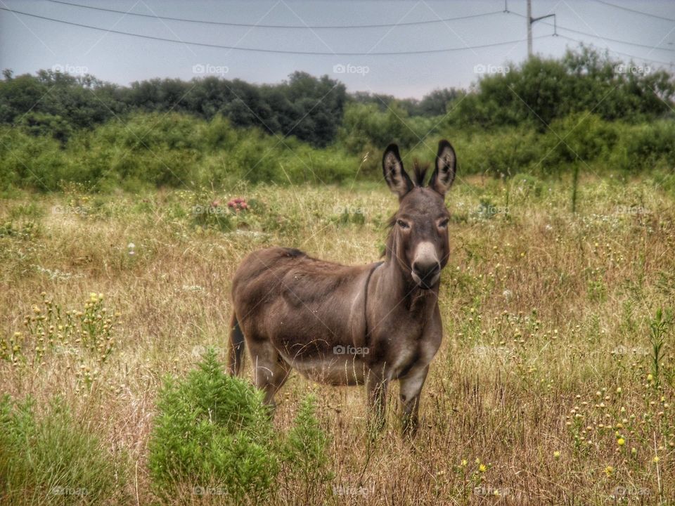he always calls me that. This is a picture of a donkey I saw while out exploring this morning. 👣 🚶 🏃 🔥 💨