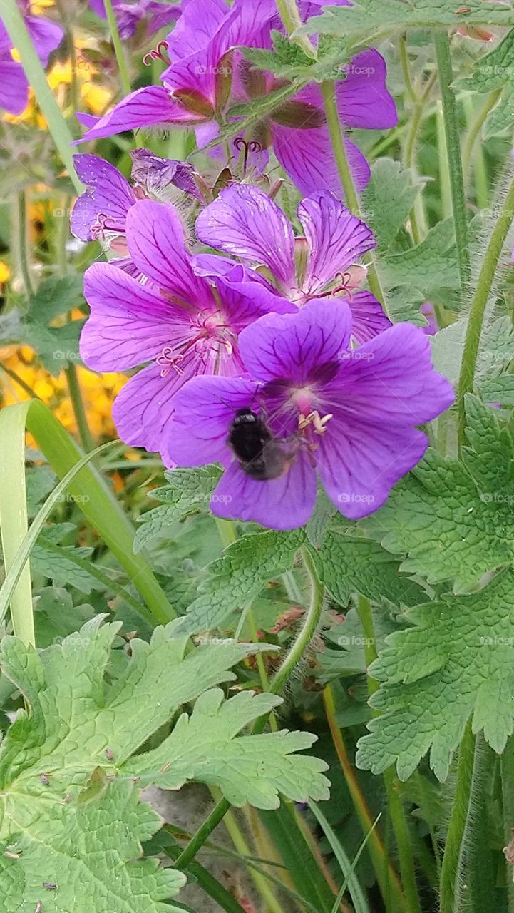 Hummel im Storchschnabelpflanze