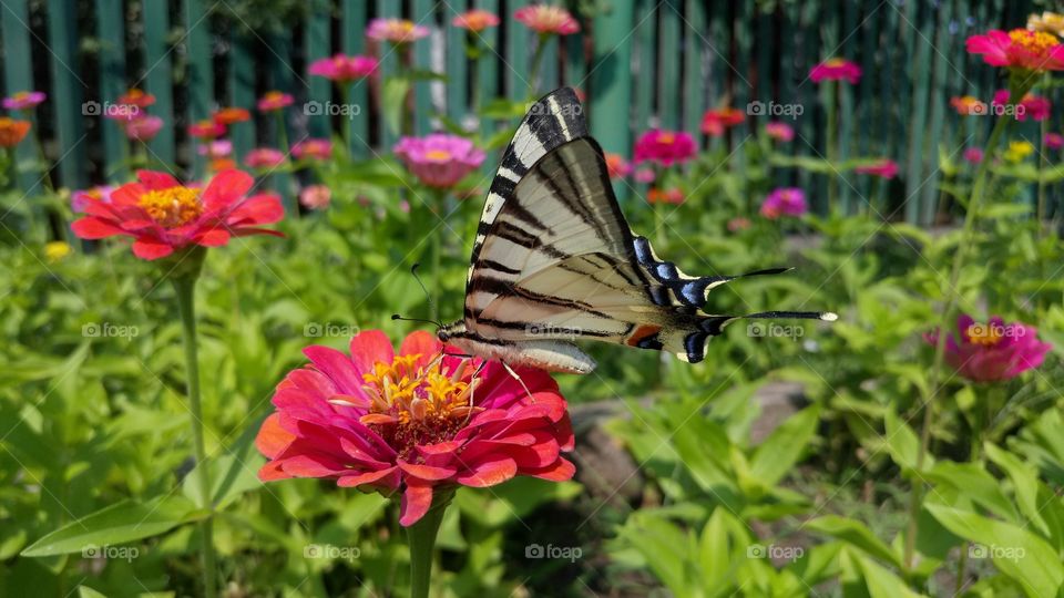 Butterfly machaon