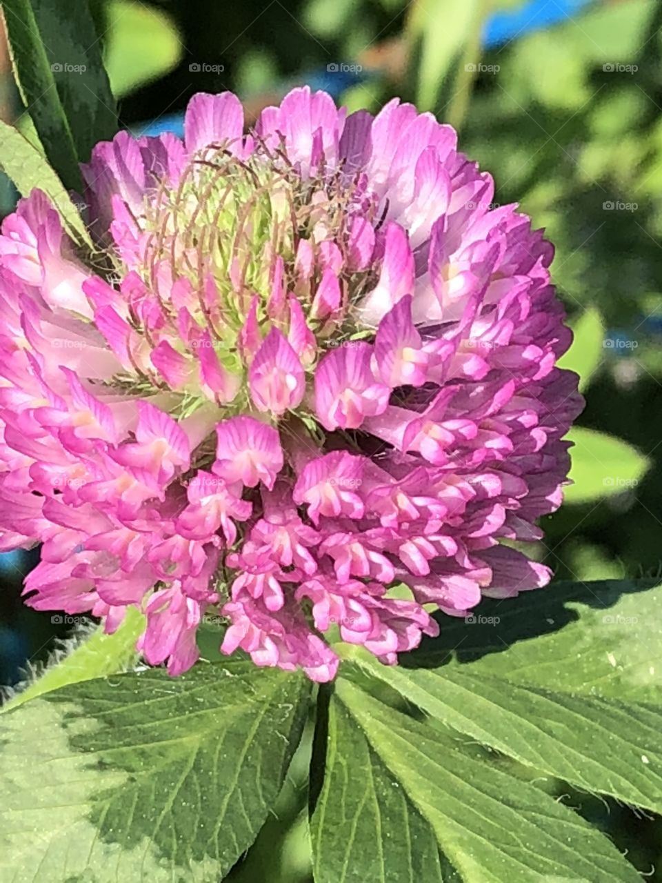 Pink clover flower 