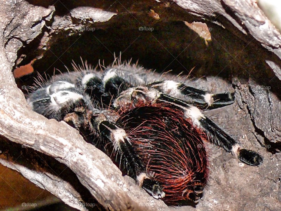 Tarantula