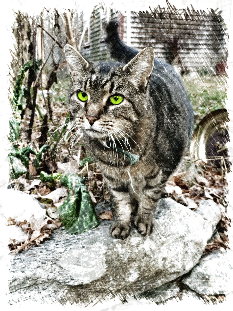 Nenya: The Cat with Green Eyes. My cat Nenya, named after the Ring of Adamant, worn by Galadriel in the works of Tolkien.