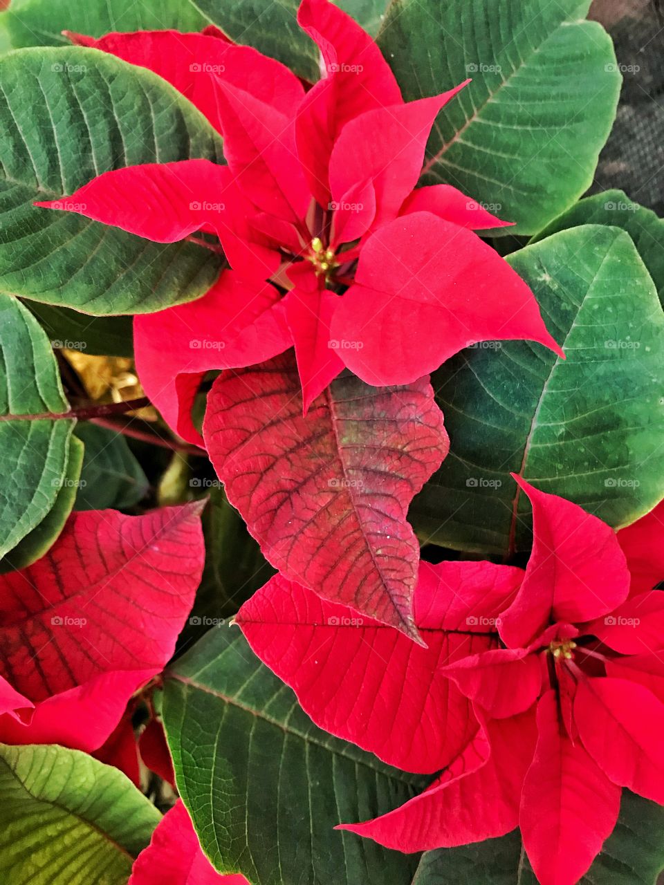 Poinsettia