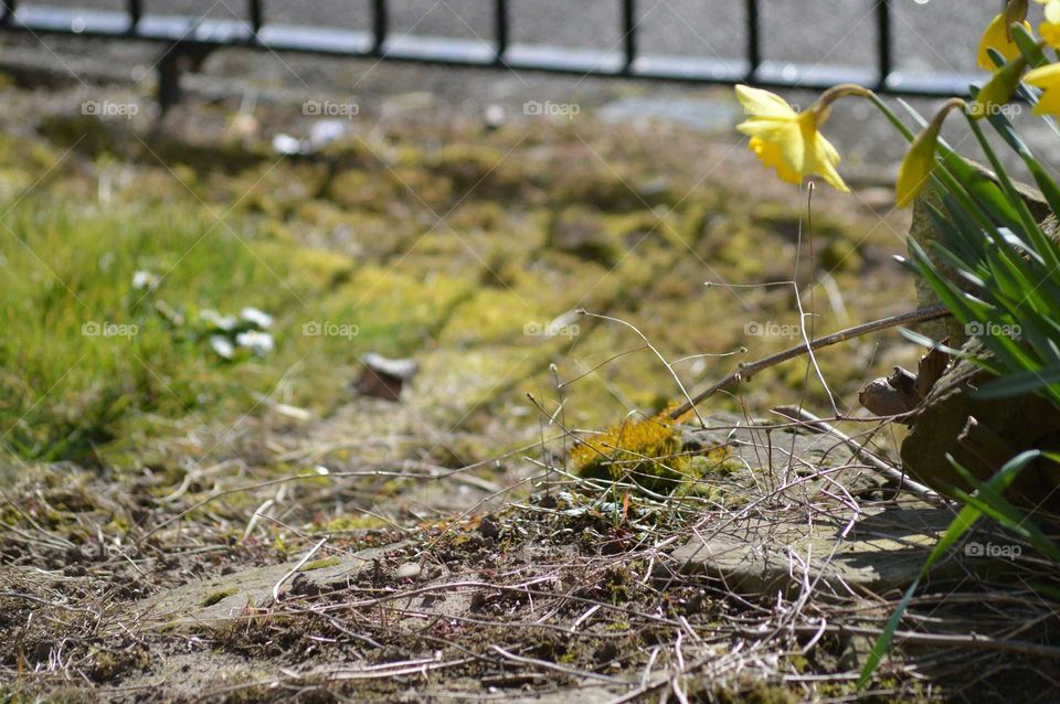 spring blossoms of yellow jonguil  or narcissus - First sign of spring in garden, Britain , UK