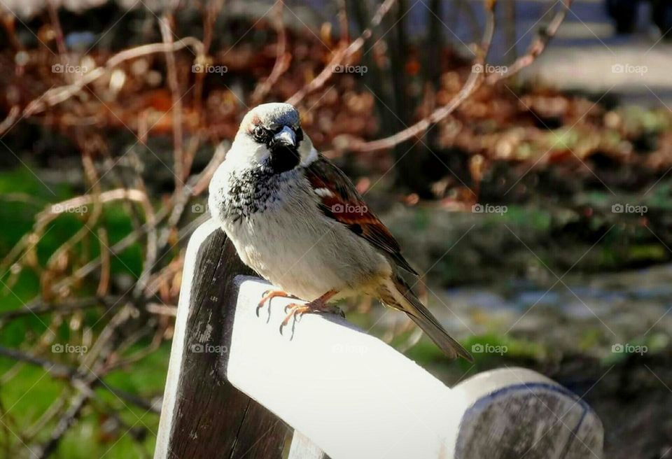 Sparrow sitting on a chair