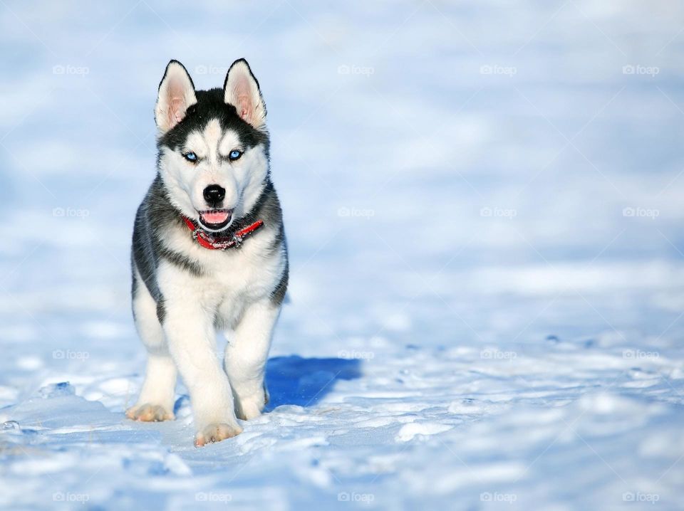 A husky walking in snow. 