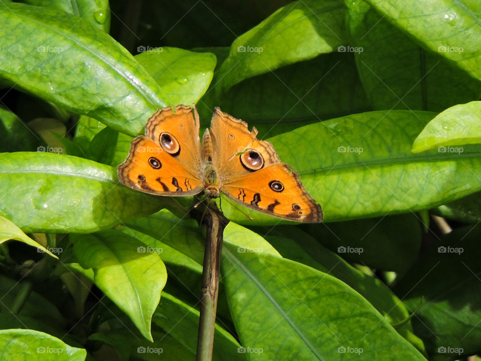 brown butterfly