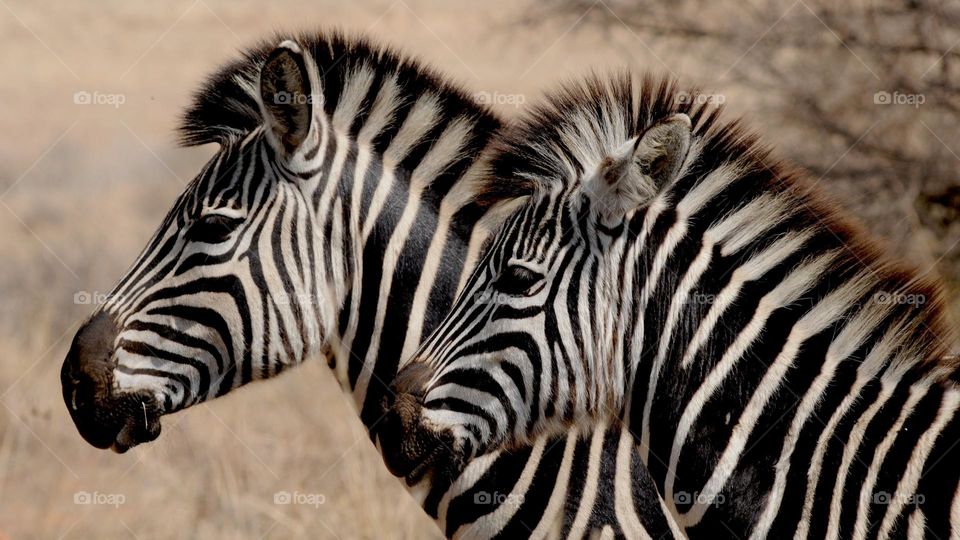 Great close up shot of two beautiful Zebras.  All proceeds go towards the conservation of endangered species.