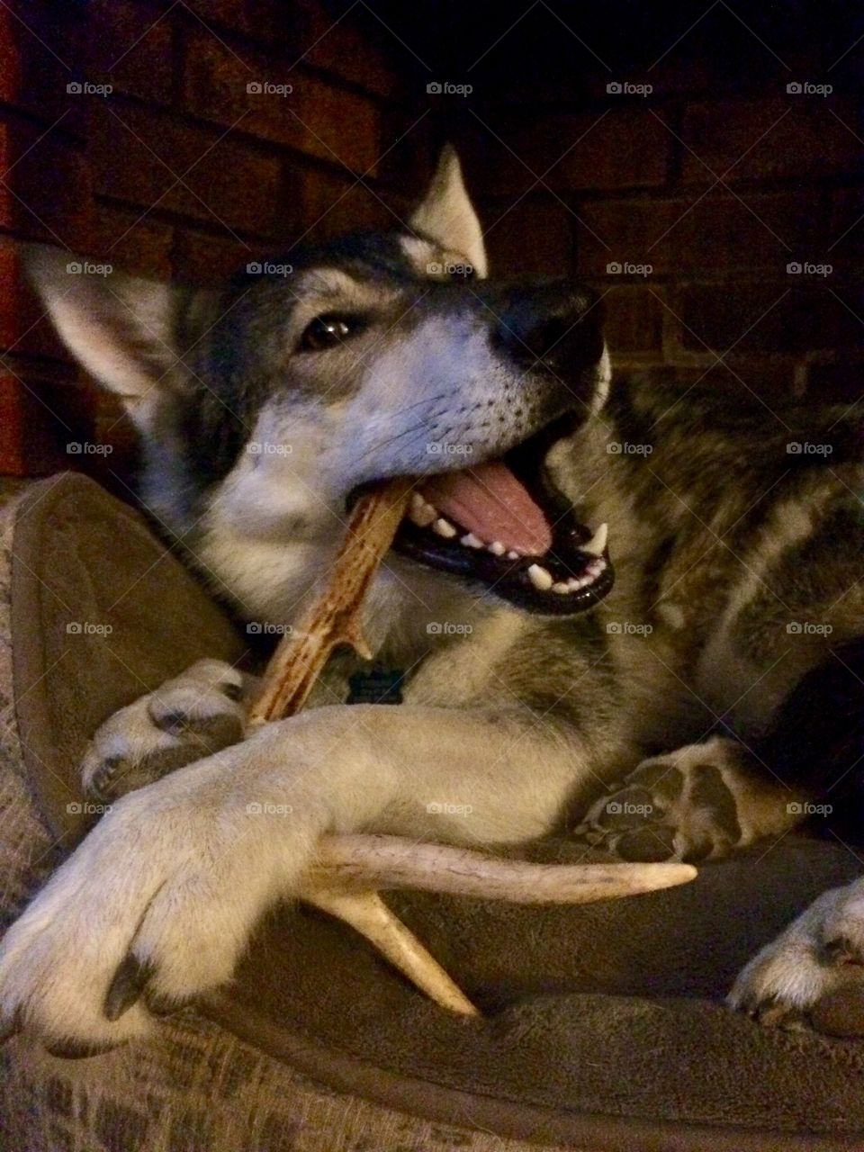 Sterling chewing an antler
