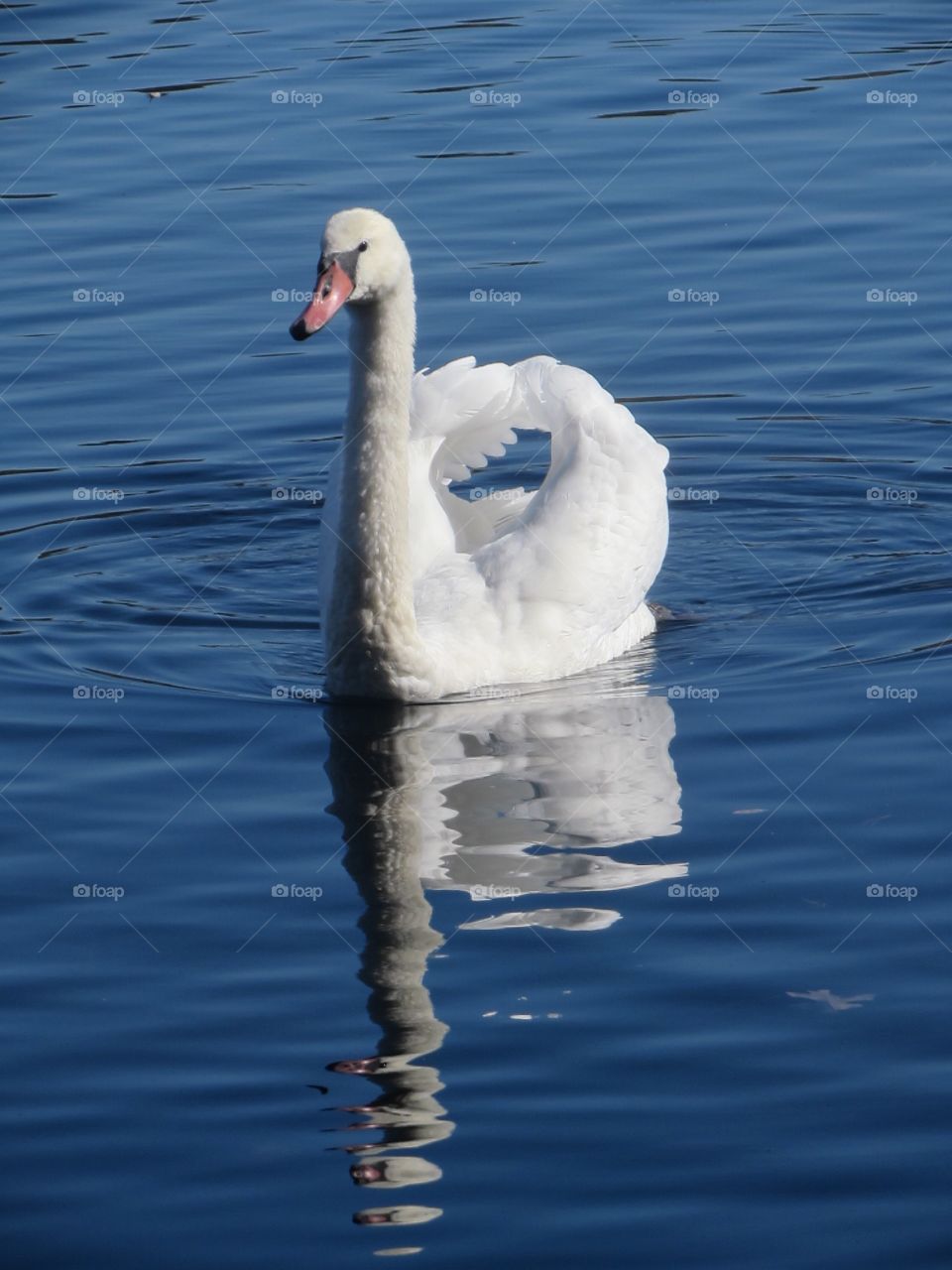 Swan in water