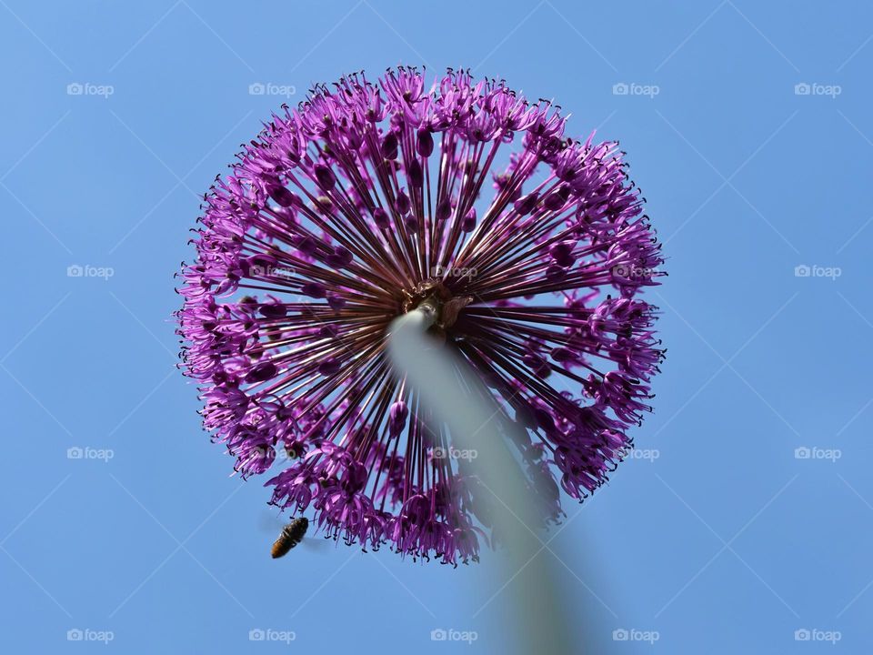 Purple flower ball