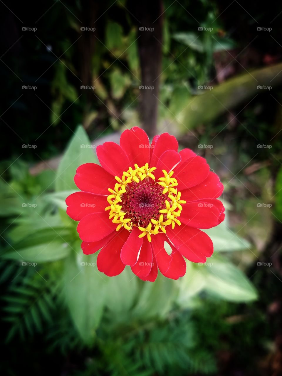 red coloured rainy lily flower in my garden, vignette effect and focused, red petals, beautiful and natural