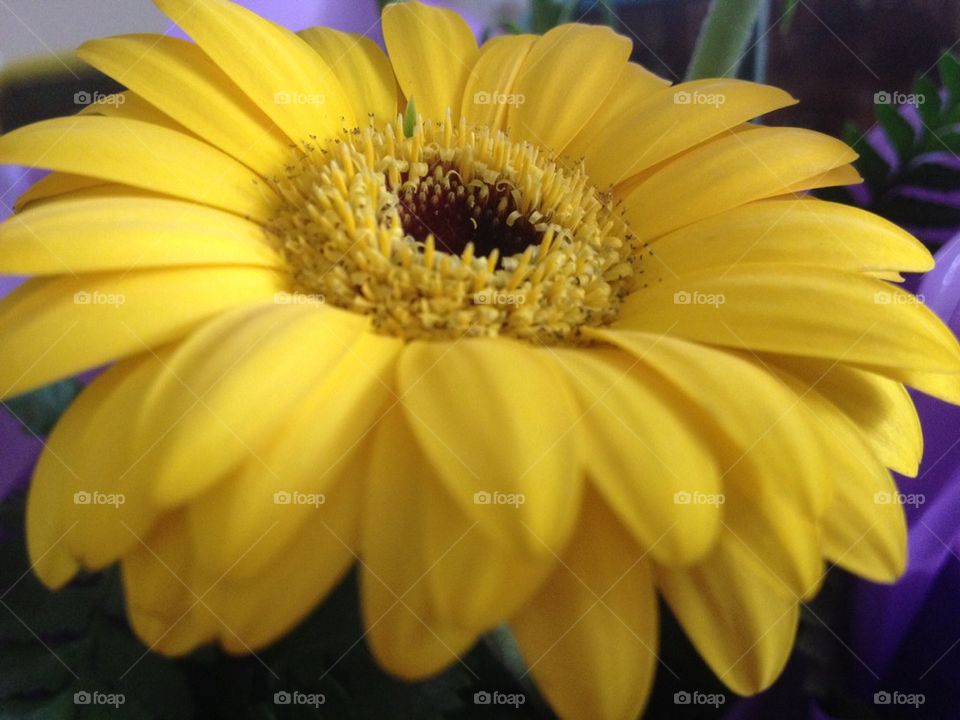 Yellow Sunflower