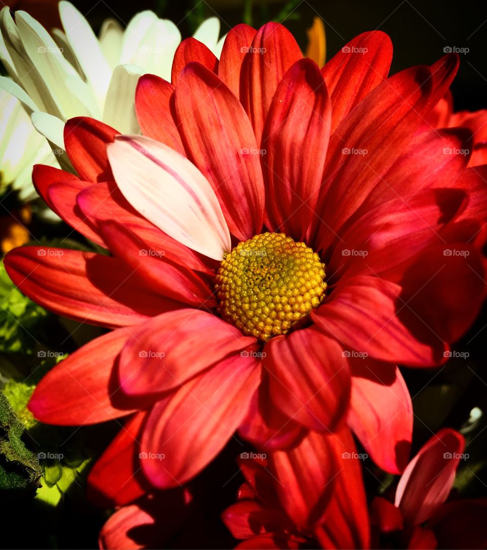 This beautifully unique flower was too perfect to not take a picture! It makes me think about how different people are in the world, but different is always beautiful! You can stand out from the crowd and show your beautiful unique self!