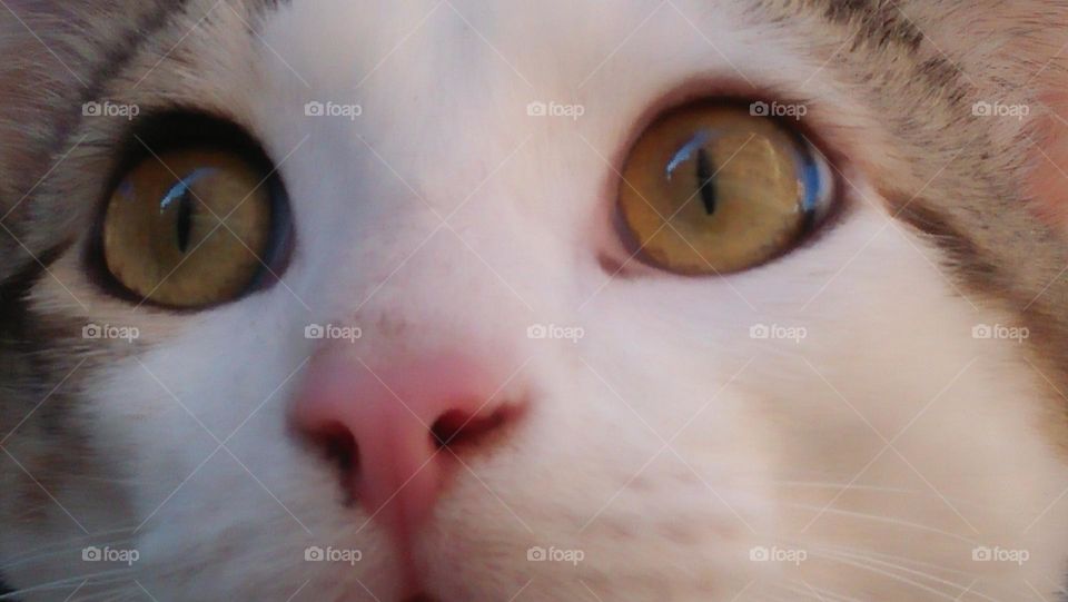 Beautiful cat looking out the window.