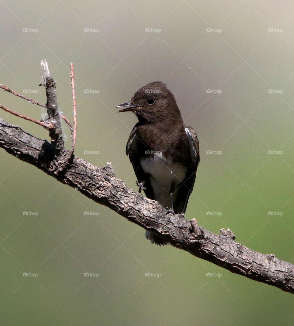 Black Phoebe on a Branch