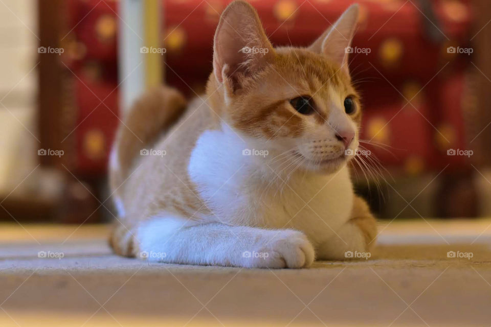 gato naranja y blanco