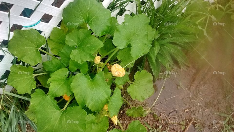 Garden Plants