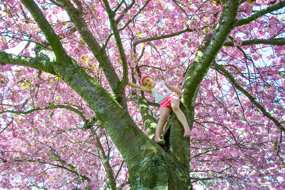 Youn girl of five years old is climbing a blossom cherry tree in Malmö Sweden.