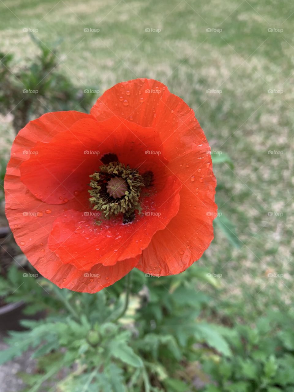 Poppy