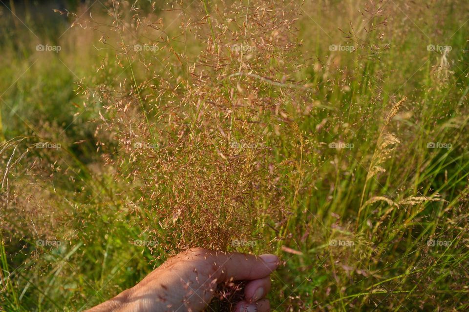 green grass and hand, love earth