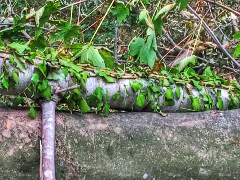 Green leaves on the trunk cut