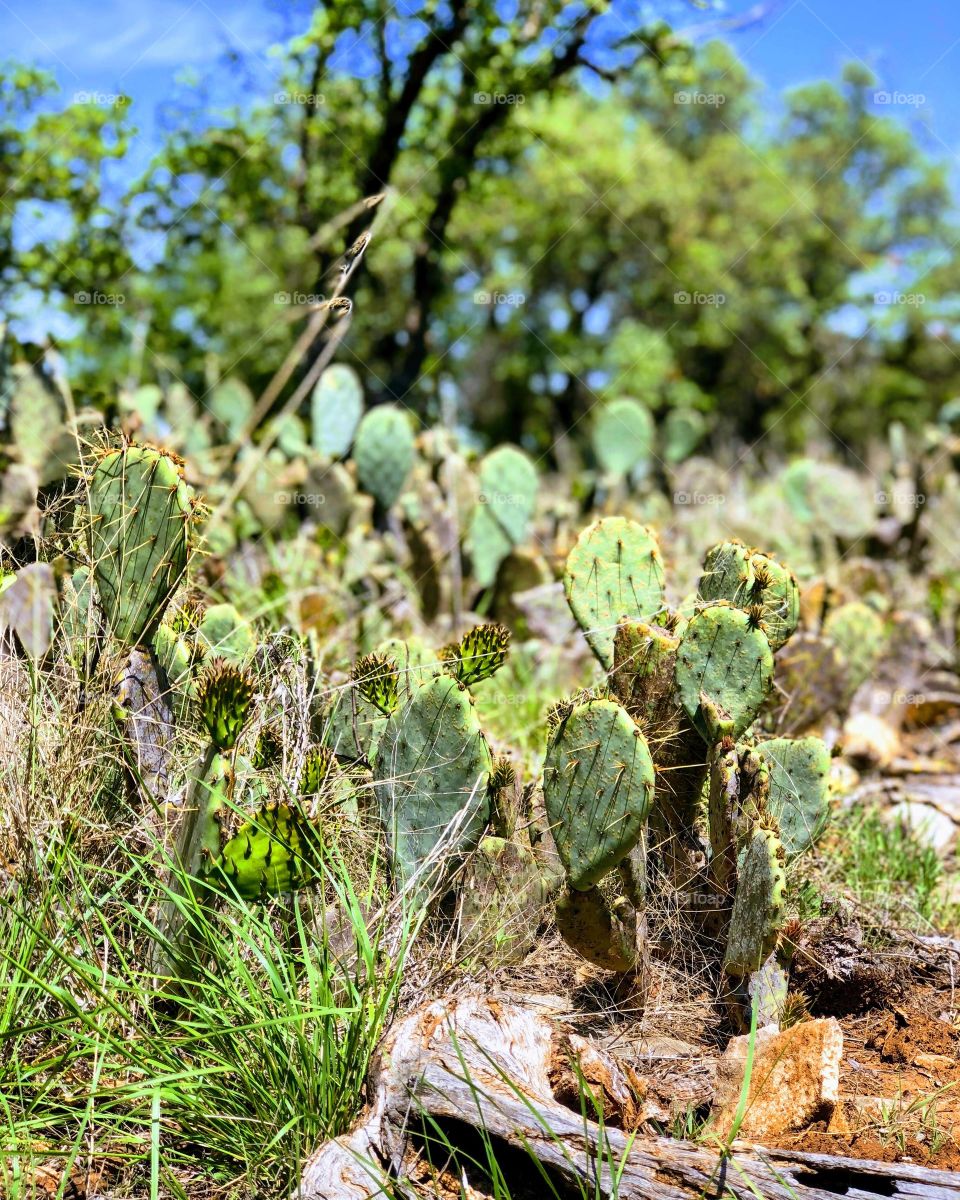 Texas cactus