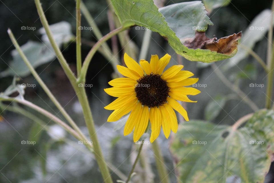 marigold flowers