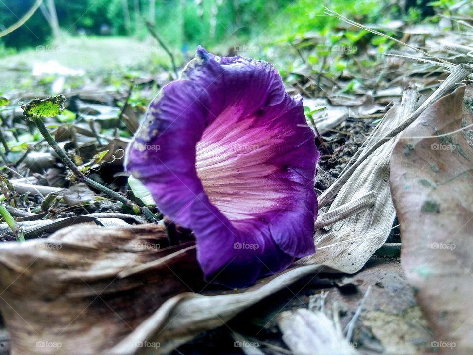 Flor Caída