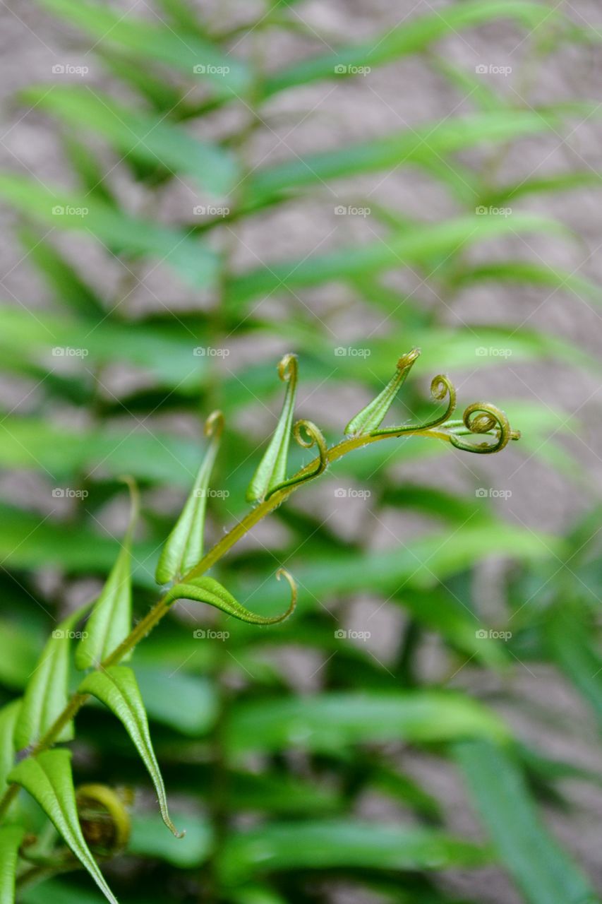 fern frond. fern frond