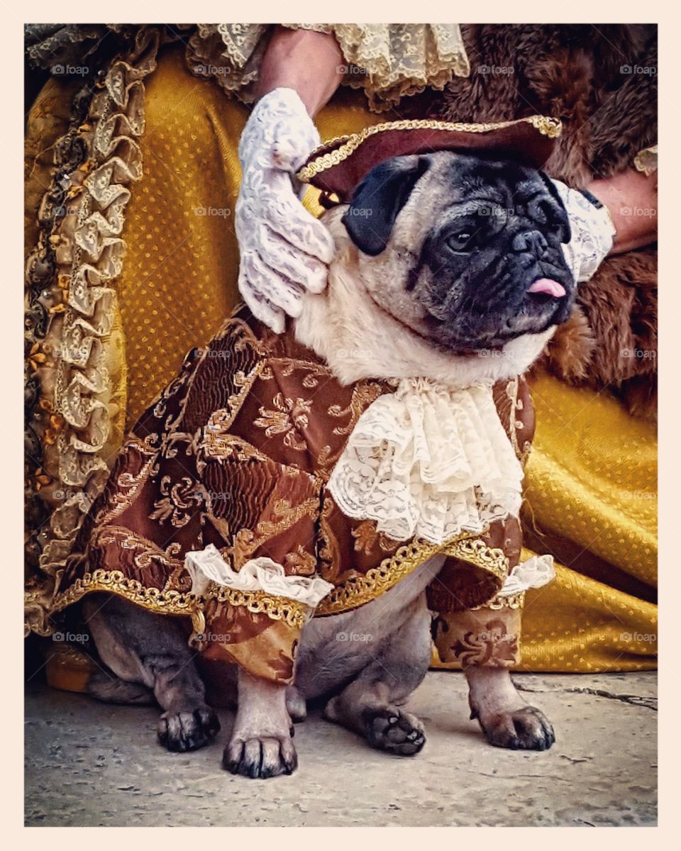 dog ~ carnival ~ costume