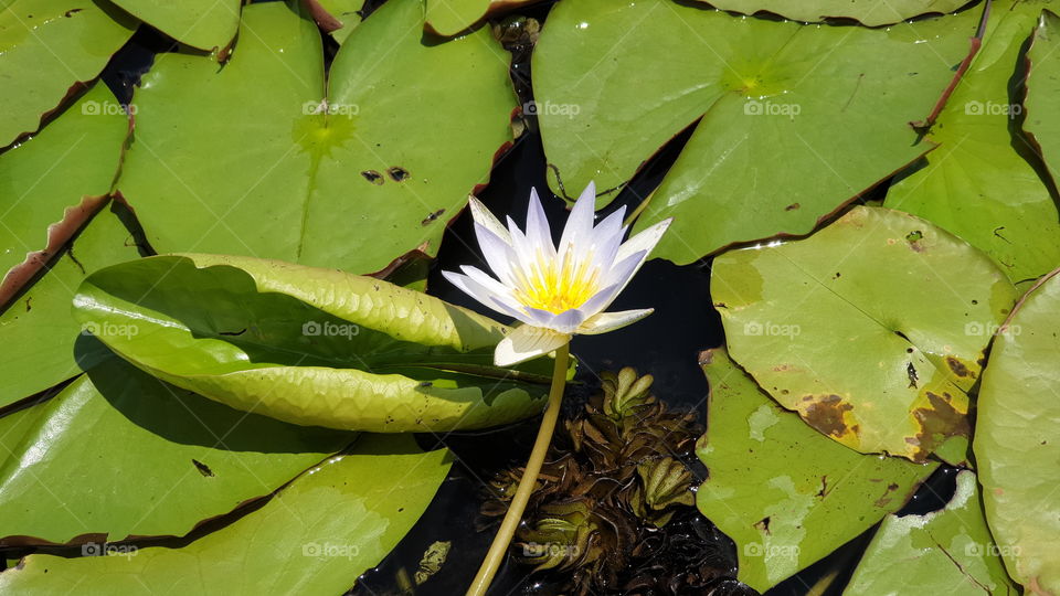 Lotus flower