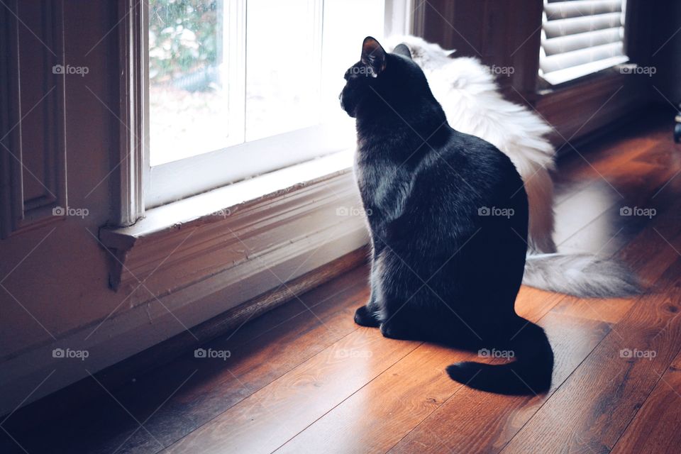 Window, Cat, One, Indoors, Floor