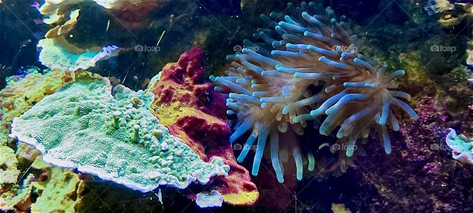 These beautiful corals and colorful fish can be seen in an aquarium at the botanical garden of “Berlin”, Germany in the vicinity of the “Steglitz” neighborhood. 2024. Hypnotic Productions