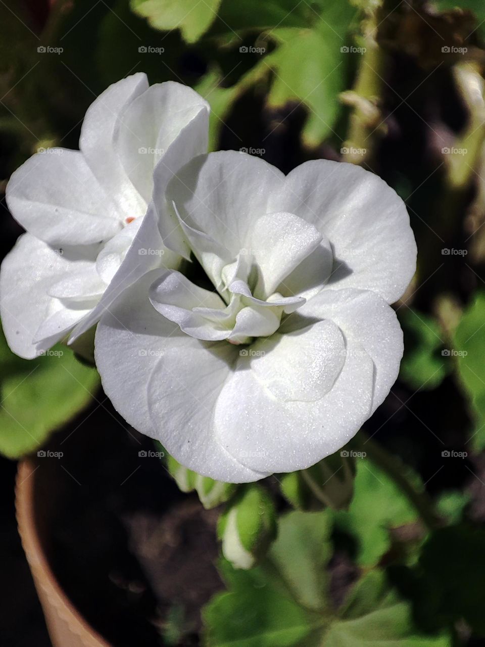 Macro photo of summer plants