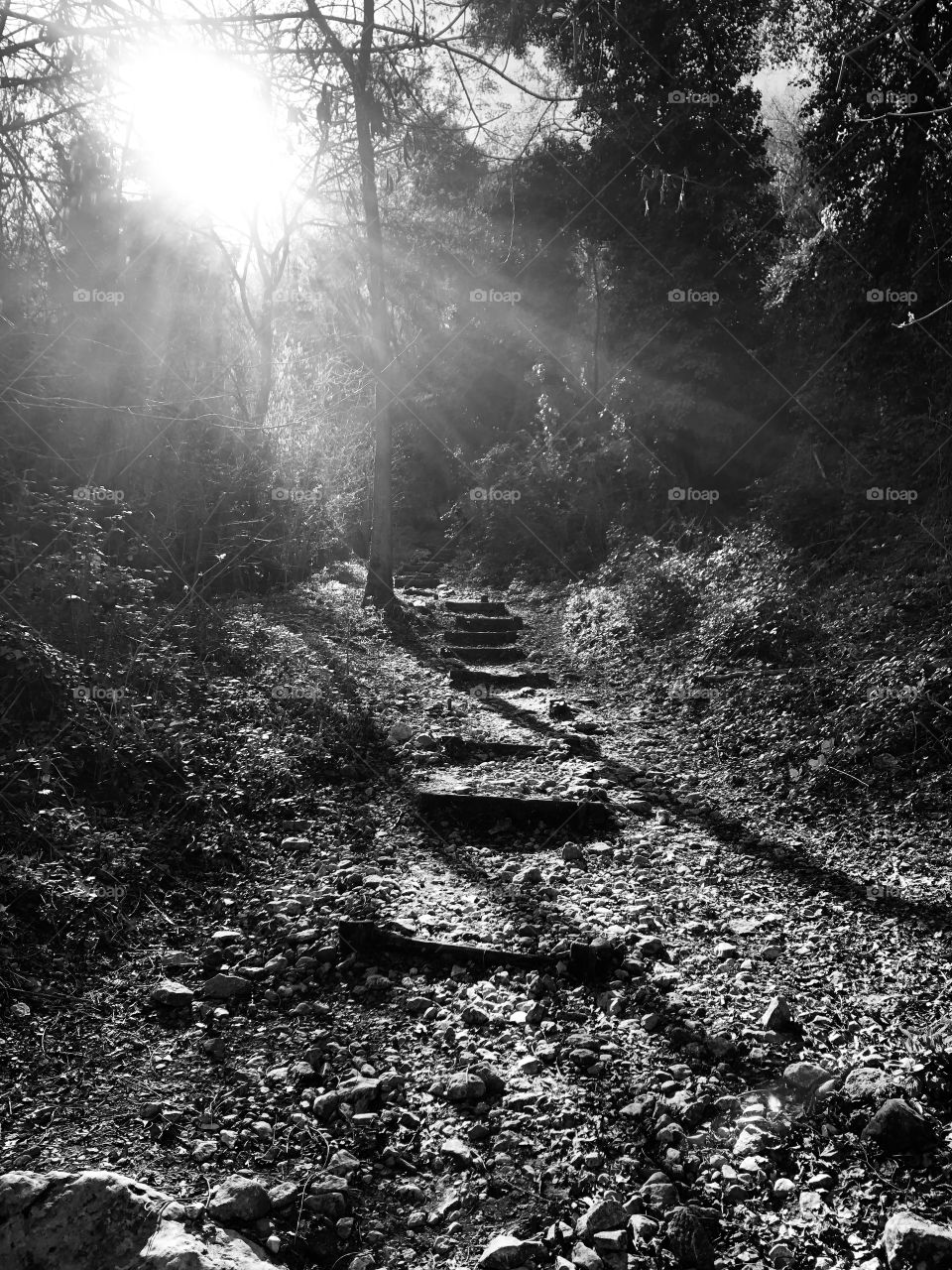 Steps in the wood