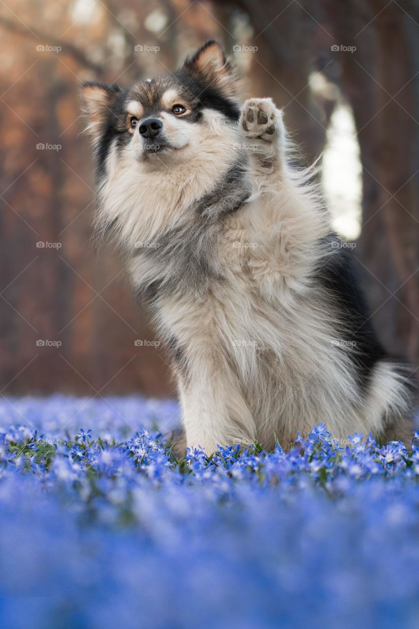 Portrait of a young Finnish Lapphund dog outdoors 