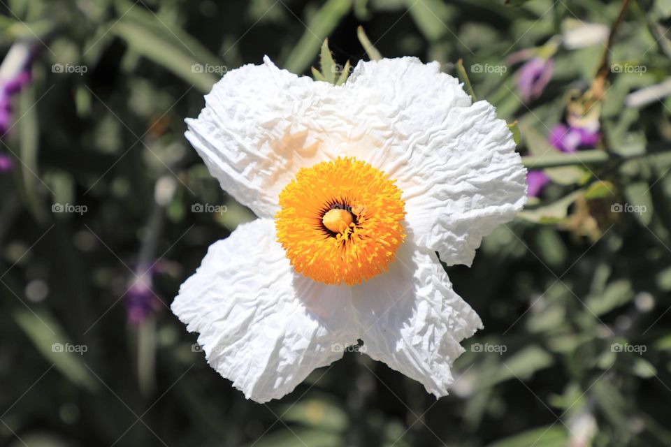 Pure and elegant flower