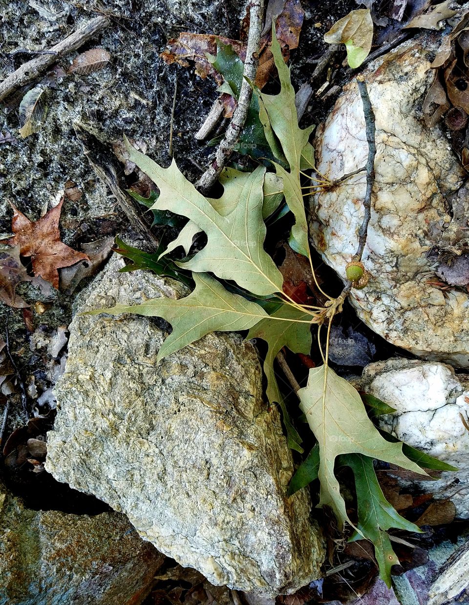 fallen branch on rocks.