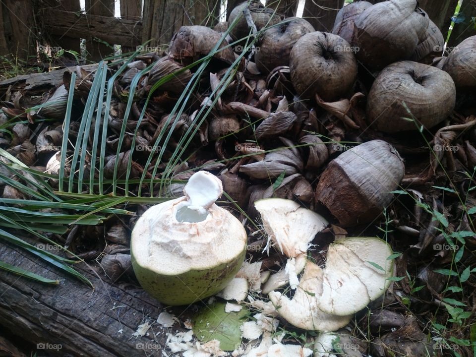 coconut