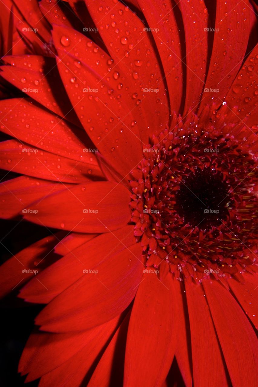 Large red daisy to brighten up your day. 
