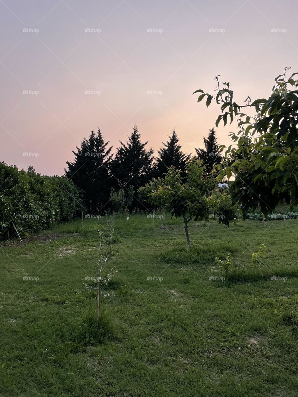 French backyards in the summer