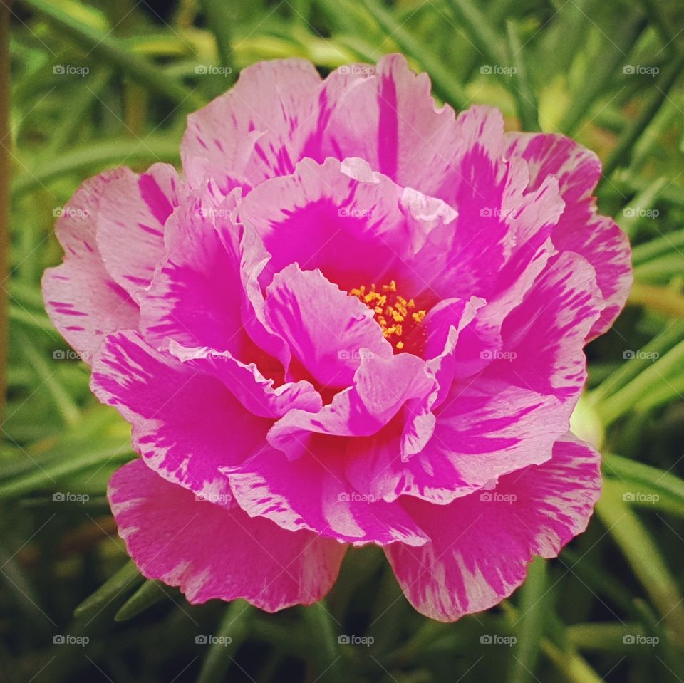 the Portulaca Grandiflora