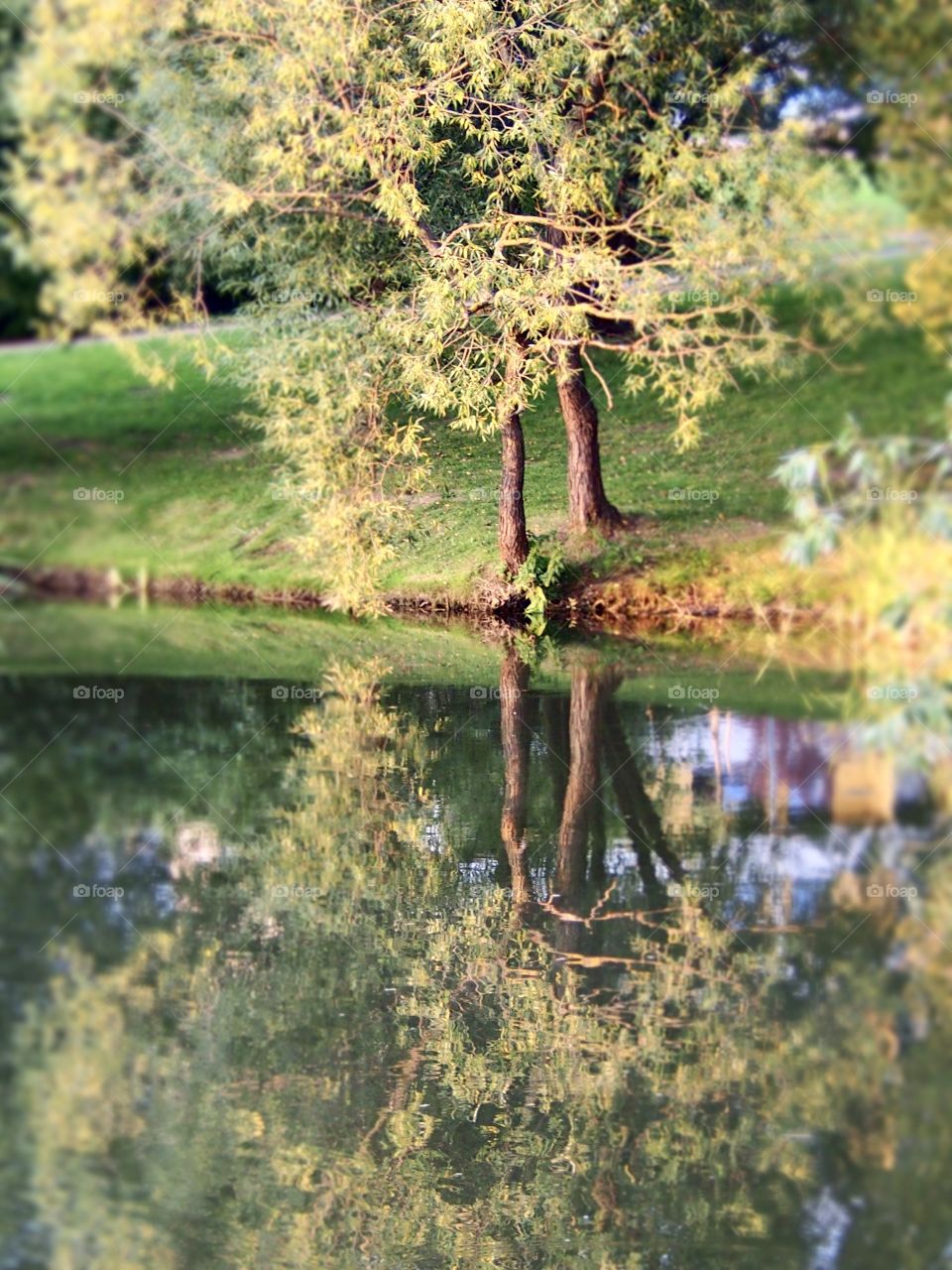 Evening by the pond