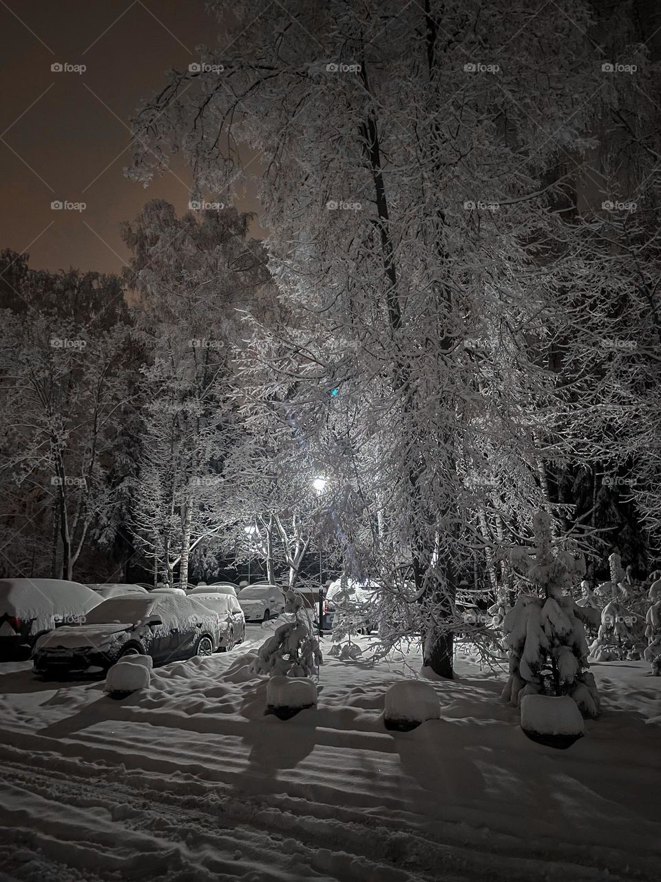 Winter forest at snowy night