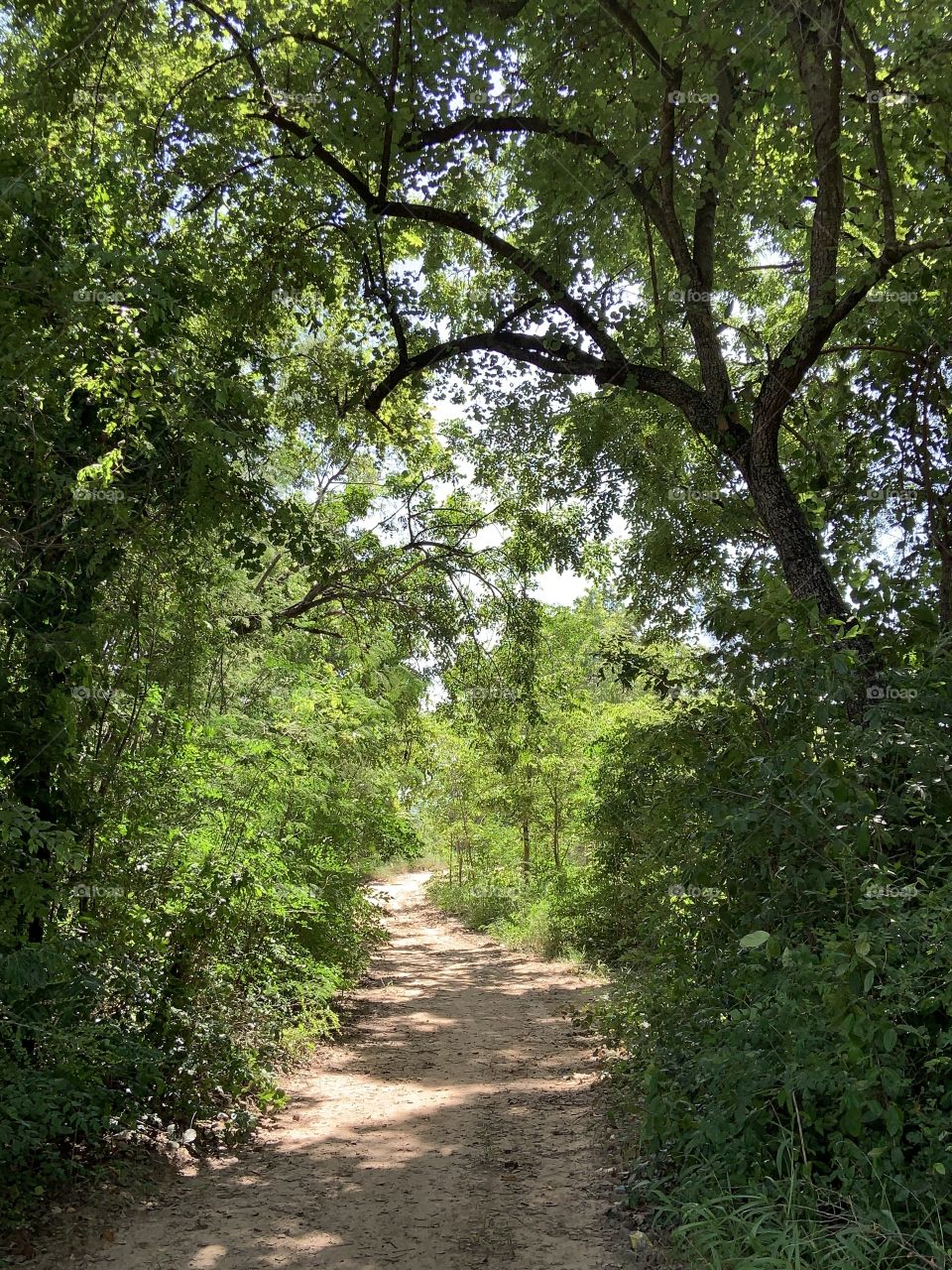 Trees around us.