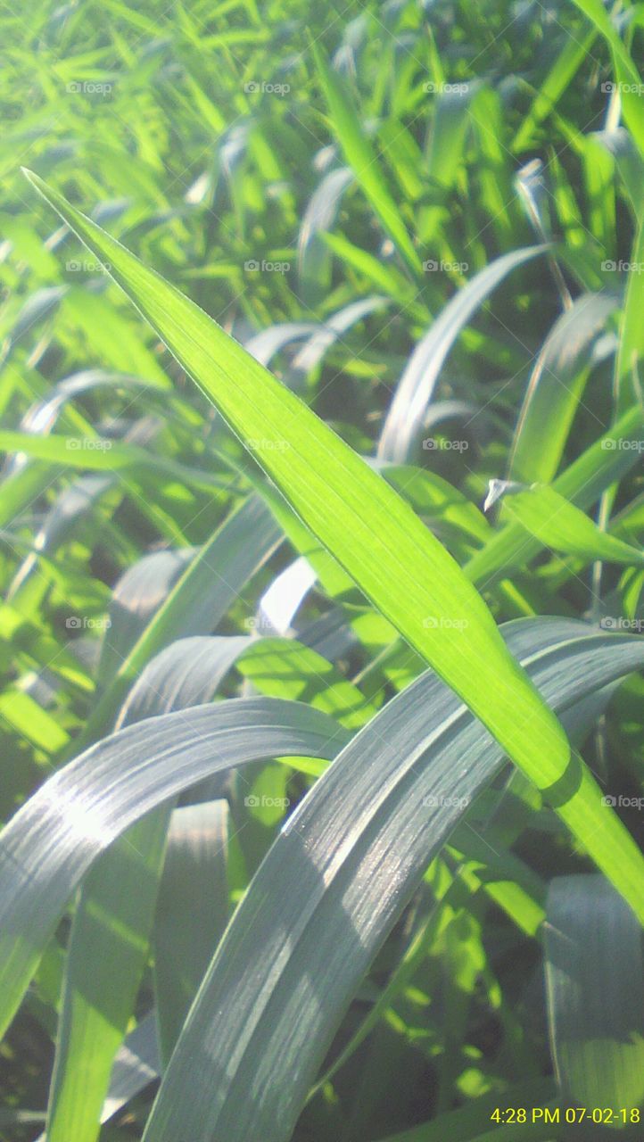 Wheat plant leaf focused closely